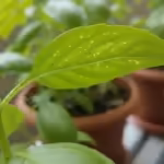 Close-up of a basil leaf from a potted plant, showing faint yellow stippling and delicate webbing, indicative of spider mite activity.