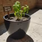 Dark ceramic pot with a drooping basil plant on a hot, sun-baked concrete balcony floor next to a brick wall.