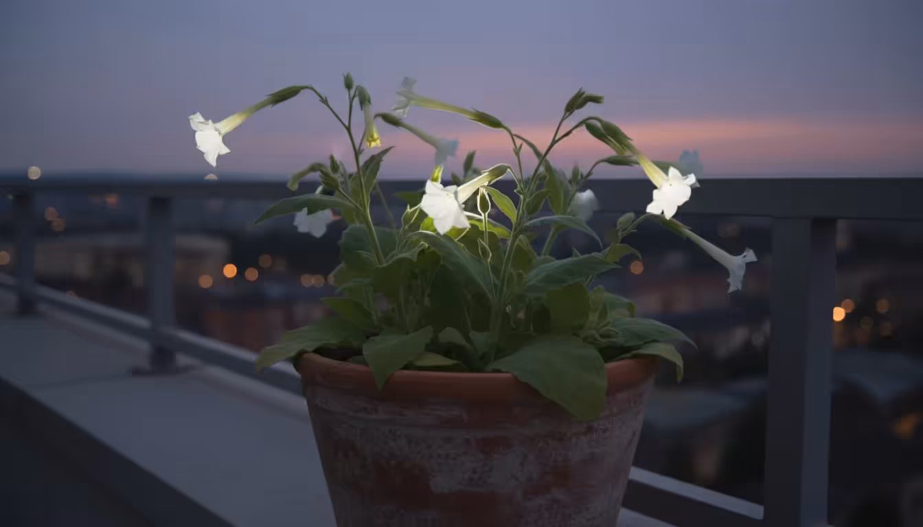 Delicate white trumpet-shaped Nicotiana alata flowers glowing in a terracotta pot on a balcony railing at twilight, with soft string lights in backgro