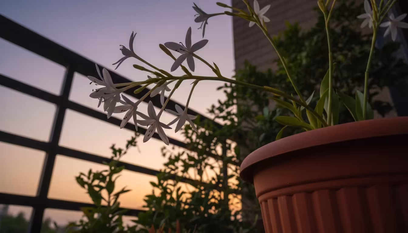 Elegant white tuberose flower spikes in a terracotta pot on a balcony at dusk, glowing softly against a blurred background.