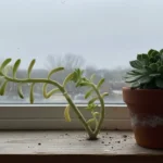Etiolated Echeveria succulent with stretched stem next to a healthy, compact one on a dim winter windowsill.