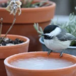 A fluffed chickadee on a frosty terracotta pot rim, looking at a saucer with inaccessible ice on a winter balcony.