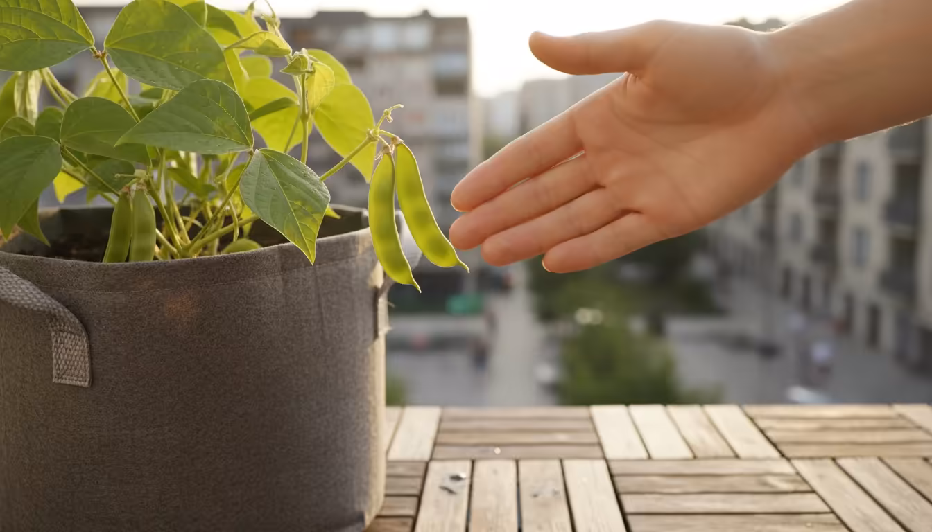 Close-up of a hand hovering near a green, immature bean pod on a dwarf bush bean plant in a fabric grow bag on a balcony.