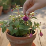 Close-up of a hand gently pinching off a spent fuchsia flower from a terracotta pot, surrounded by healthy leaves and new buds.