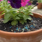 Close-up of a healthy petunia plant's base in a terracotta pot, showing moist soil with granular fertilizer pellets dissolving on the surface.