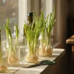 Clear jars on a sunny windowsill contain green onion scraps regrowing into lush green stalks, with small shears nearby.