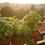 Vibrant basil, parsley, and oregano thrive in terracotta pots on a sunny balcony, a hand gently touching a leaf.