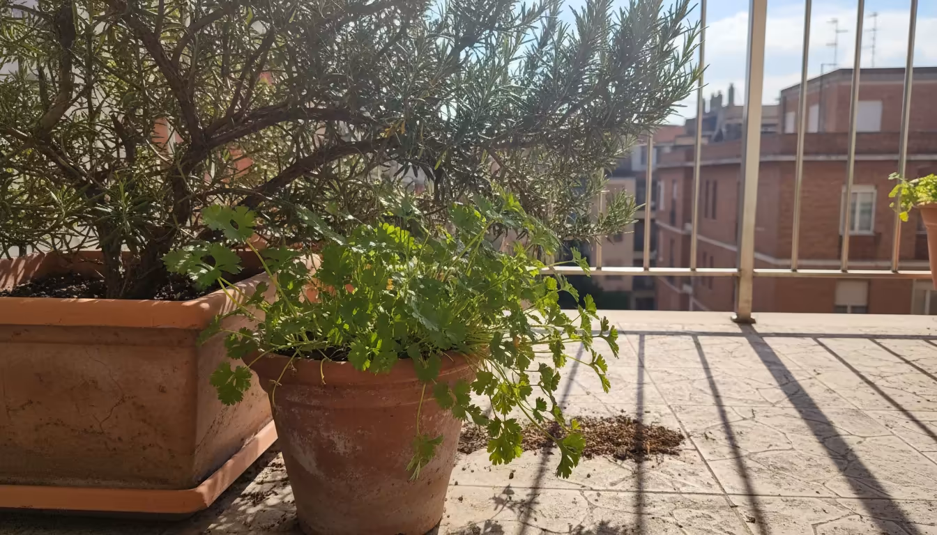 Vibrant cilantro pot thriving in dappled shade from a rosemary bush on a sunny balcony, showcasing a cool, strategic placement.