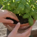 Woman's hands gently inspecting dense lower leaves of a basil plant in a terracotta pot on a sunlit urban balcony railing.