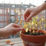 A woman's hands observe a struggling basil plant in a terracotta pot on a balcony, with a garden journal nearby.