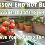 Blossom End Rot Blues: A Simple 3-Step Plan to Save Your Potted Tomatoes This Summer - comprehensive guide