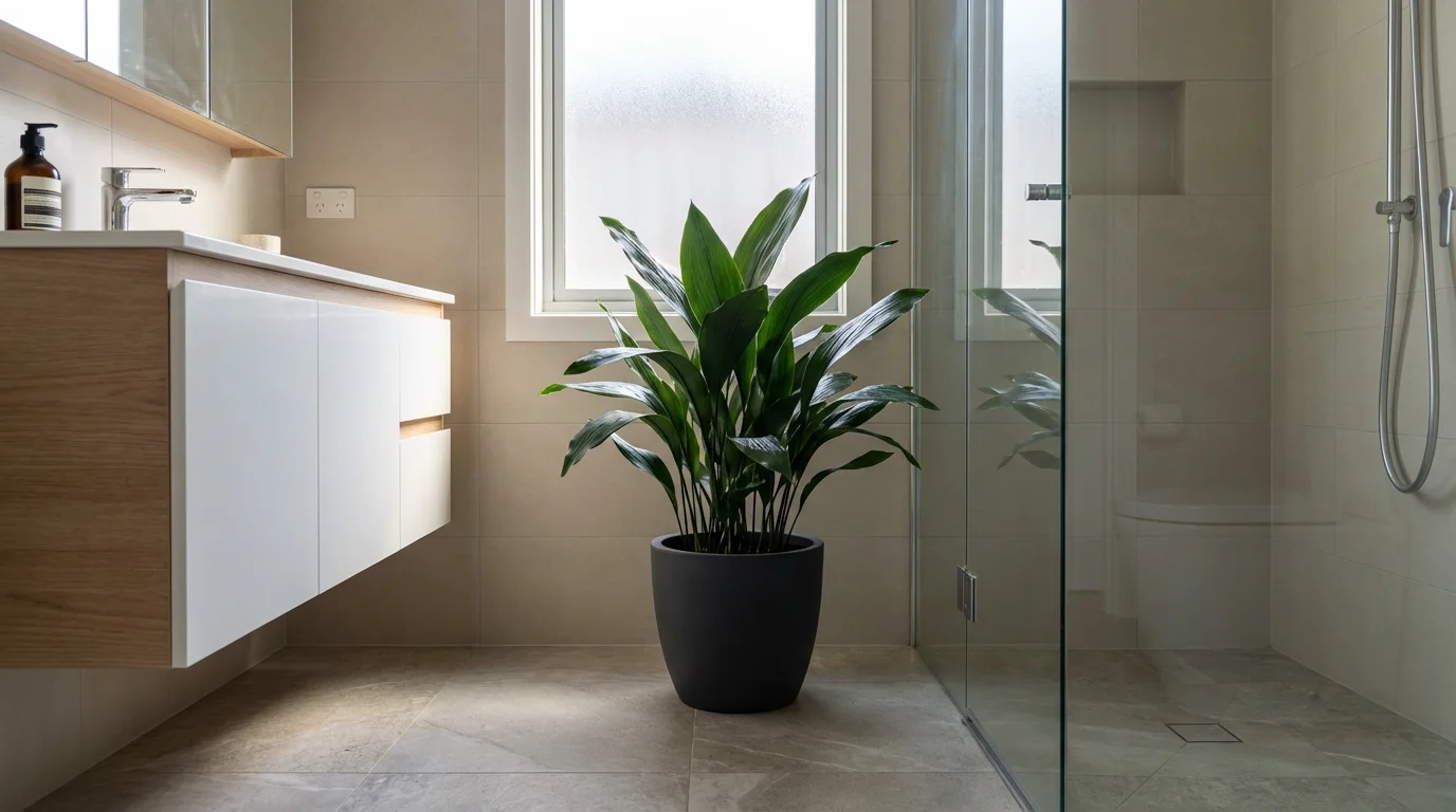 Cast iron plant in a dark pot sitting on a bathroom floor near a shower.