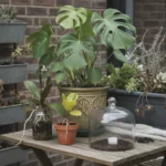 Stop ‘Helping’: 5 Popular Winter Houseplant Hacks That Can Actually Harm Your Plants - comprehensive guide