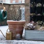 The ‘Dormancy Diet’: A Winter Watering & Feeding Schedule for Your Indoor Plants - comprehensive guide