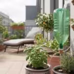 The ‘Hydration Station’ Hack: A DIY Drip Waterer from a Plastic Bottle for Your Thirstiest Balcony Pots - comprehensive guide