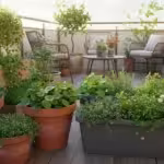 The Living Mulch Method: 3 Edible Groundcovers to Keep Your Large Balcony Pots Cool This Summer - comprehensive guide