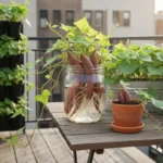The Sweet Potato Slip Project: How to Grow a Lush, Vining Houseplant from a Grocery Store Spud This Winter - comprehensive guide