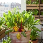 The Unbeatable Container Green: Why Swiss Chard is Your Balcony’s MVP This Fall - comprehensive guide
