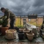 Your First Fall Windstorm: A Pre-Storm Checklist to Secure Everything in Your Balcony Garden - comprehensive guide