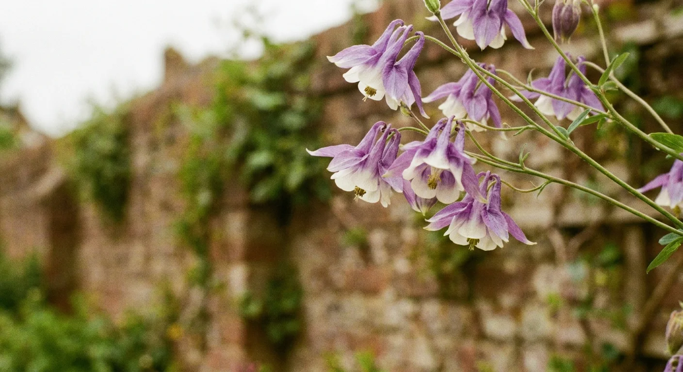 A 35mm film photograph of purple and white Columbine flowers with their unique spurred shape against a brick background.