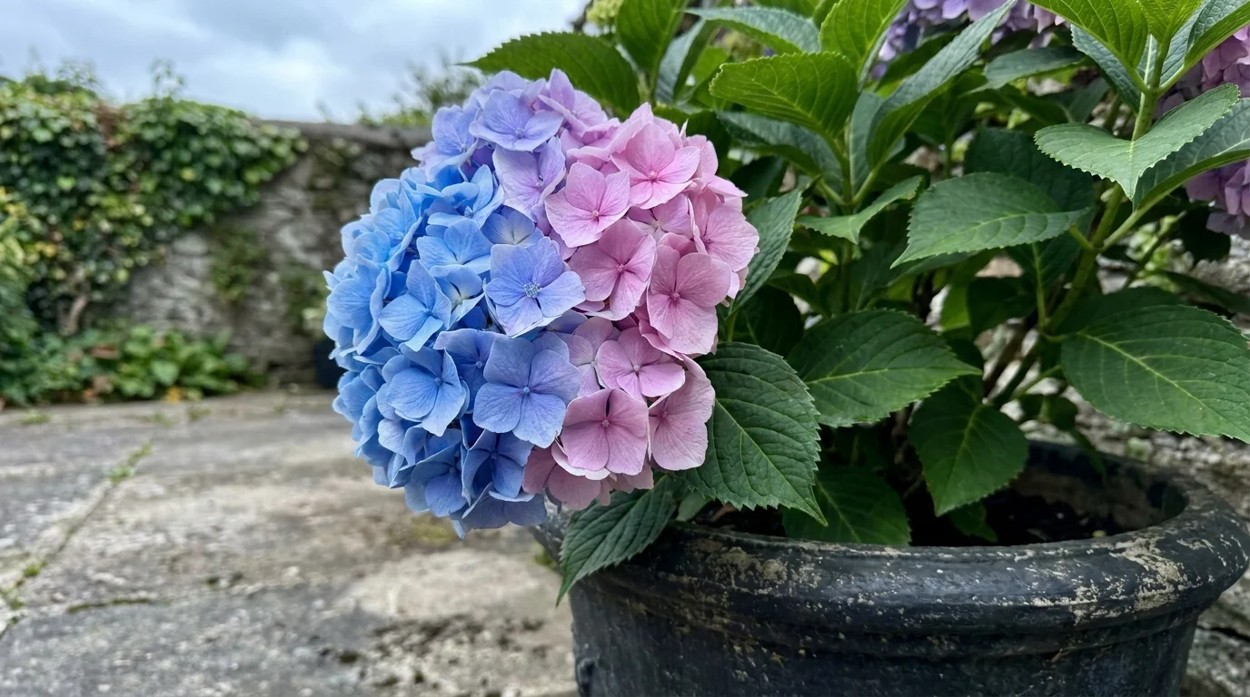 A close-up of a Bigleaf Hydrangea mophead showing blue and pink petals in a single flower head.
