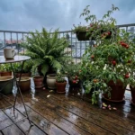 A lush container garden on a wet wooden balcony after a rainstorm, with water droplets on green leaves and a moody sky.