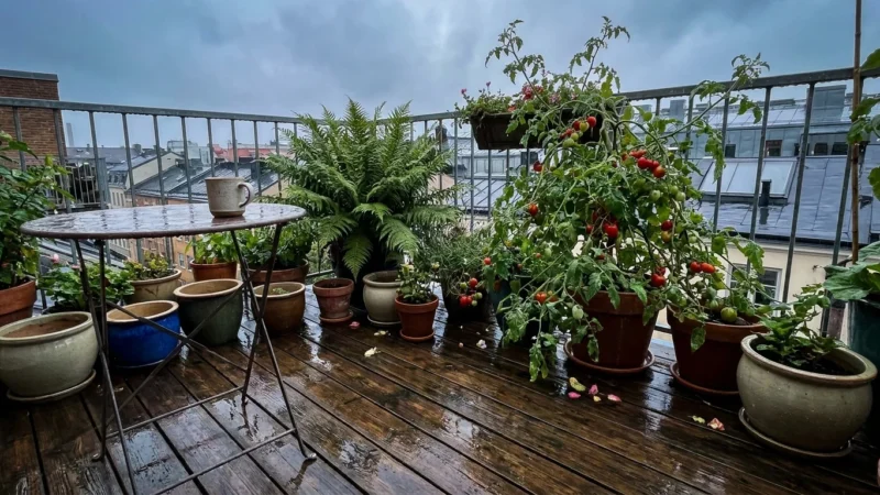 A lush container garden on a wet wooden balcony after a rainstorm, with water droplets on green leaves and a moody sky.