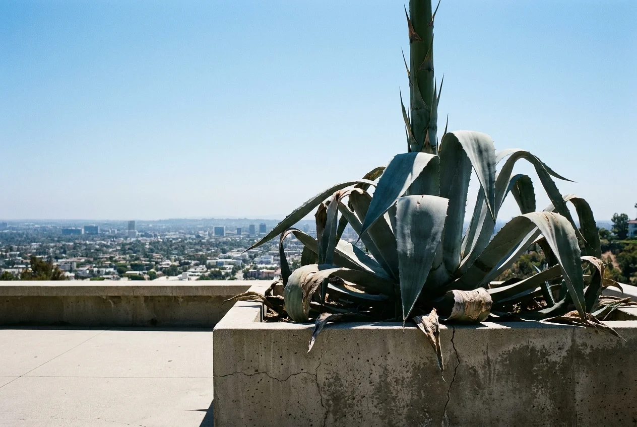 A massive Agave americana with a soaring flower stalk in a concrete planter overlooking a city.
