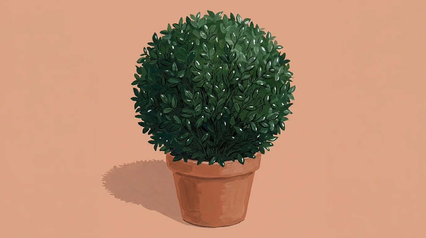 A stylized gouache painting of a perfectly round Dwarf Boxwood plant in a clay pot.