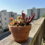 A Venus Flytrap and Pitcher Plant in a terracotta pot on a sunny apartment balcony with a city view.