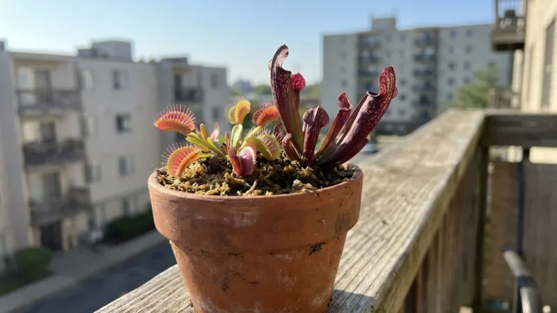 A Venus Flytrap and Pitcher Plant in a terracotta pot on a sunny apartment balcony with a city view.