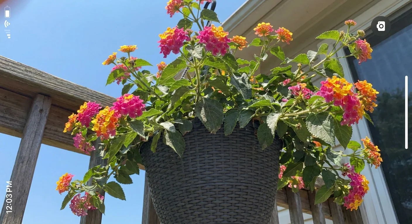 Close-up of vibrant pink and yellow Lantana flowers trailing from a hanging basket against a blue sky.