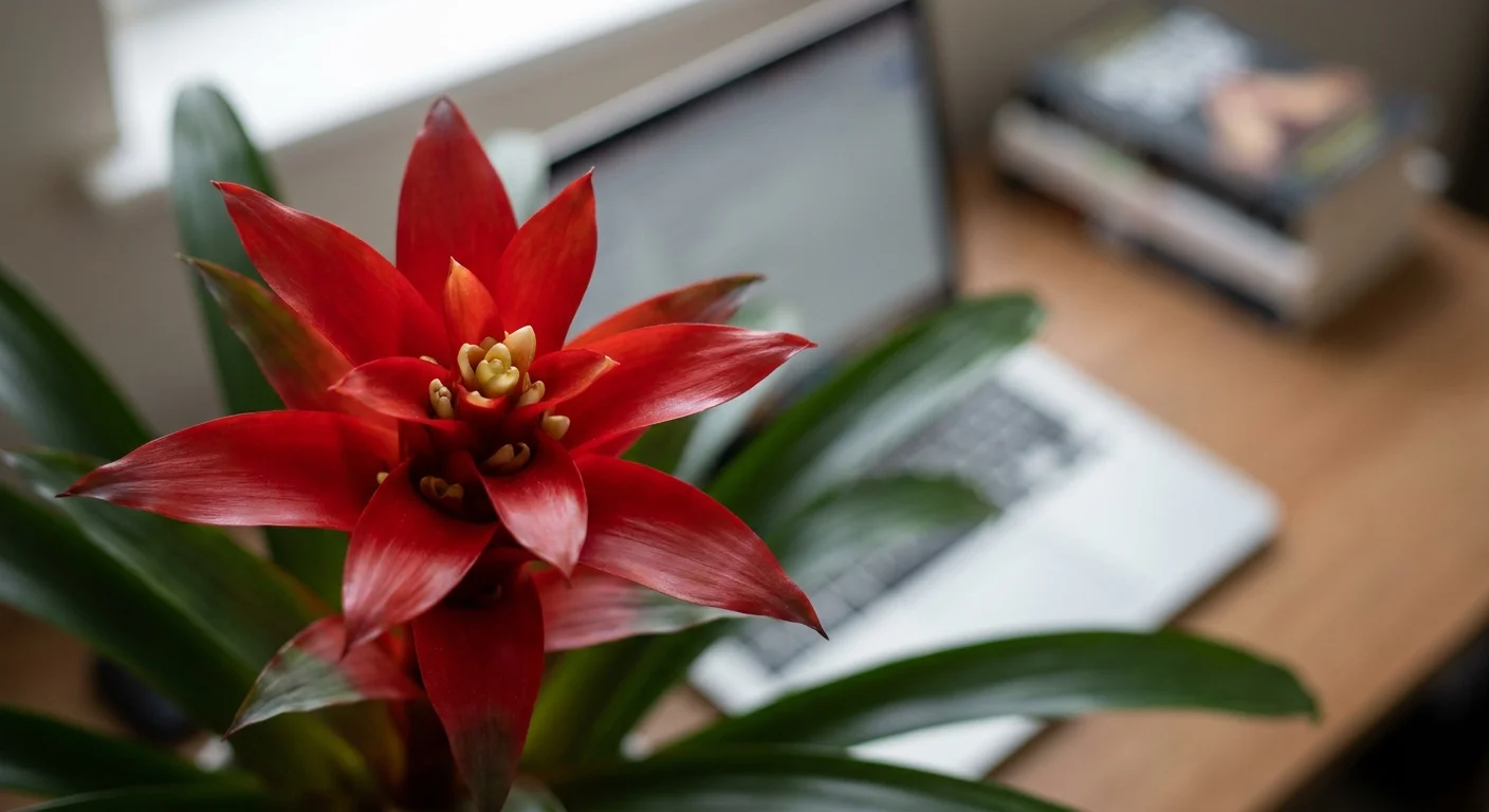 Close-up photo of a bright red Guzmania bromeliad blooming on a desk in a home office.
