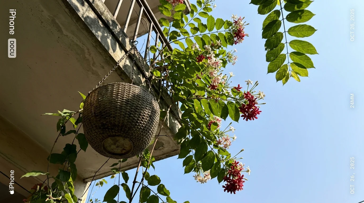 Hanging clusters of Rangoon Creeper flowers showing white, pink, and red tubular blossoms.