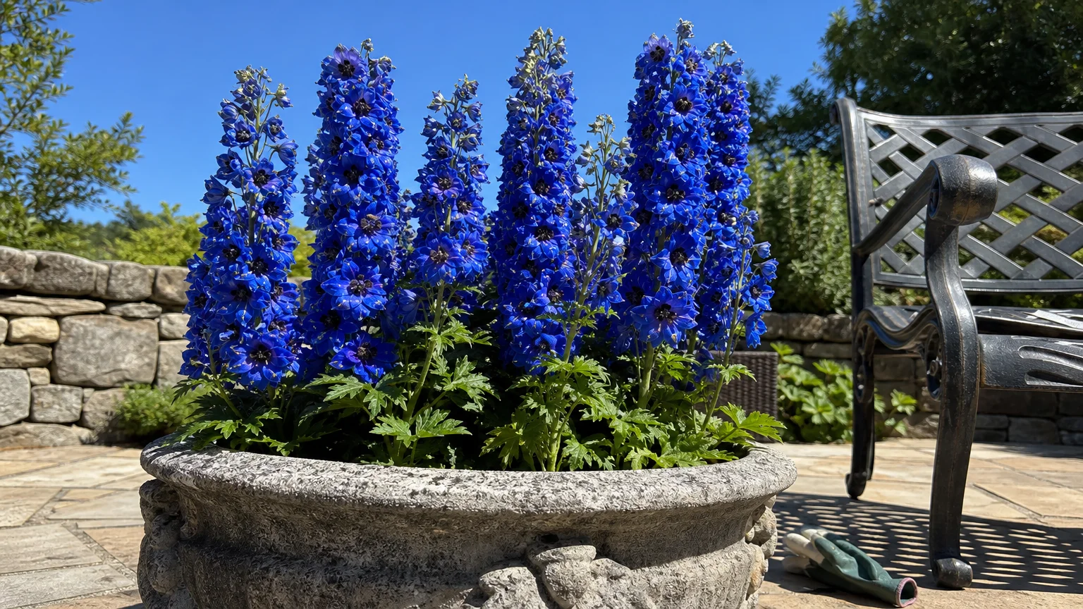A close-up of bright blue Dwarf Delphinium spikes growing in a stone pot on a sun-drenched patio.