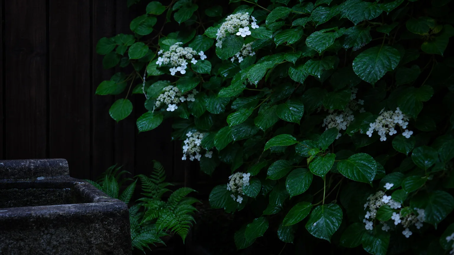 A lush climbing hydrangea with white lacecap flowers growing on a dark wooden fence in a shaded garden corner.