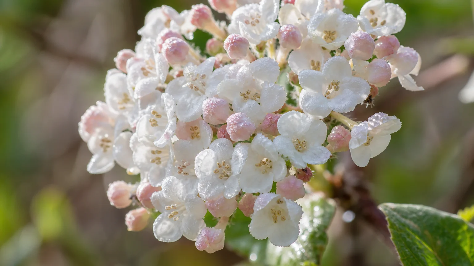 A macro close-up of white and blush-pink Korean Spice Viburnum flowers covered in morning dew drops.