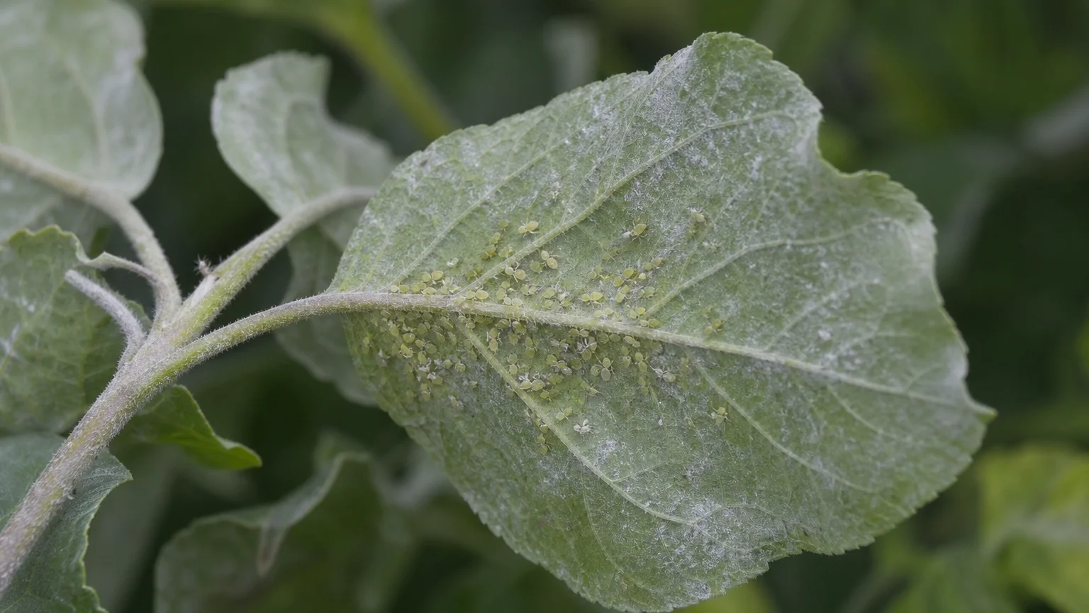 A macro photograph of a plant leaf showing aphids and powdery mildew in clear detail.