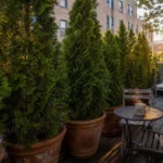 A narrow city balcony transformed into a private retreat by a row of tall green evergreen shrubs in large terracotta pots.