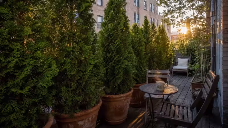 A narrow city balcony transformed into a private retreat by a row of tall green evergreen shrubs in large terracotta pots.