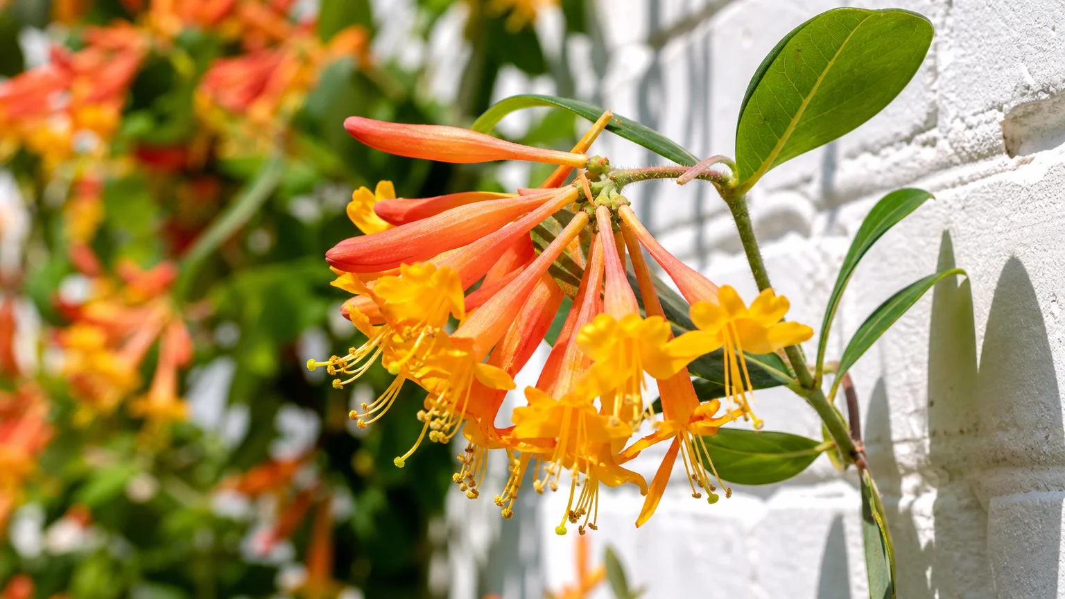 Close-up photo of orange and yellow honeysuckle flowers climbing a white brick wall in bright sunlight.