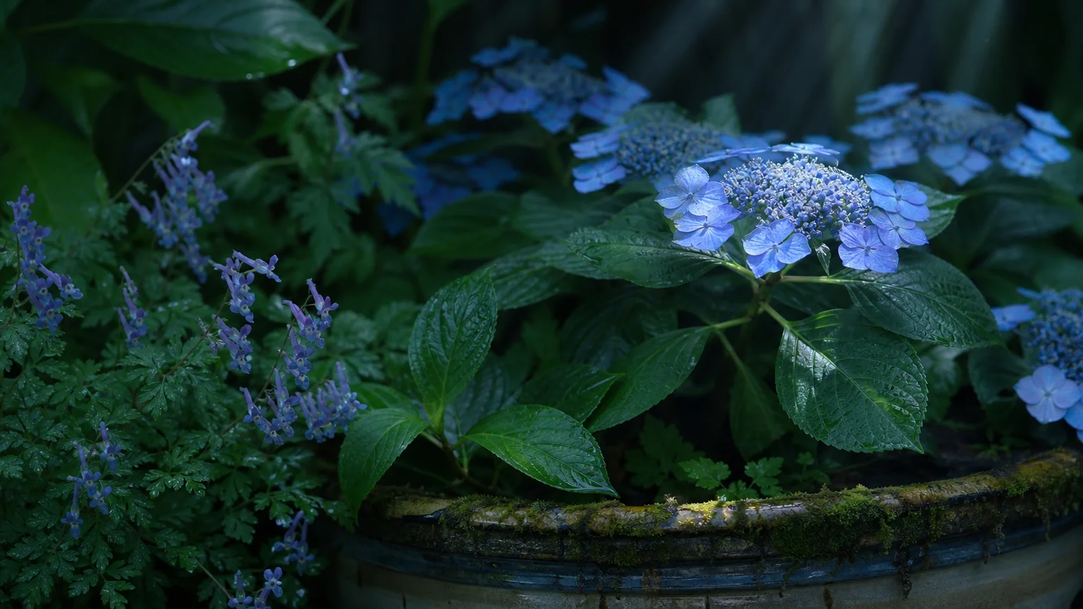 Delicate blue hydrangeas blooming in the soft, cool light of a shaded garden corner.