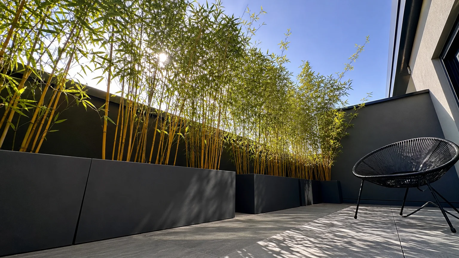Tall bamboo plants in long black planters creating a modern, airy privacy screen on a stone patio.