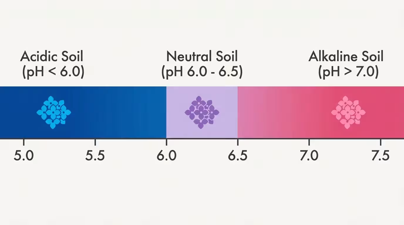 A clear diagram showing how hydrangea colors shift from blue to pink along a pH scale from 5.0 to 7.5.