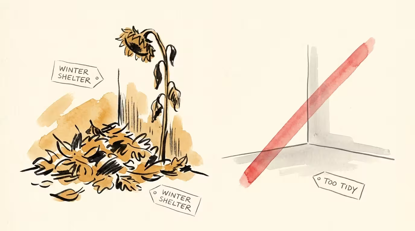 Conceptual watercolor illustration showing why leaving garden debris and dead seed heads intact is better for wildlife than tidy spaces.