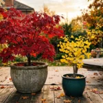 A cozy home patio filled with container-grown autumn trees, including a red Japanese Maple and a yellow Ginkgo in decorative pots.