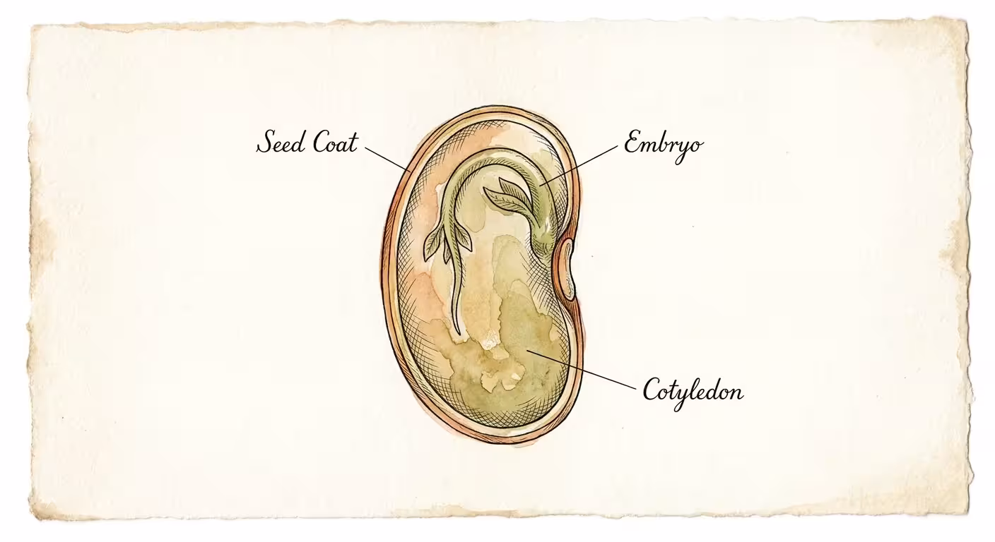 Watercolor botanical cross-section of an orthodox seed showing the protective coat, embryo, and stored endosperm.
